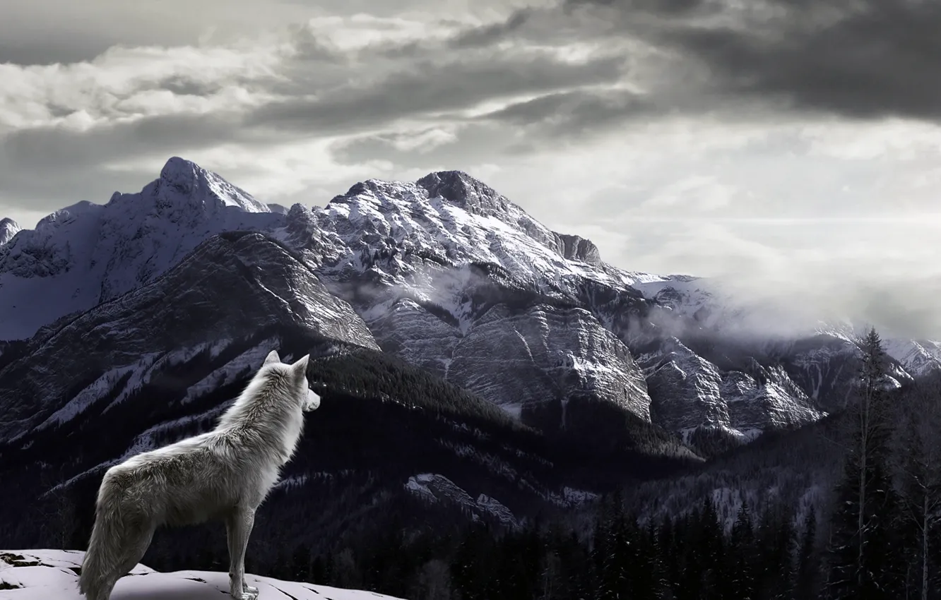 Фото обои снег, горы, туман, Волк