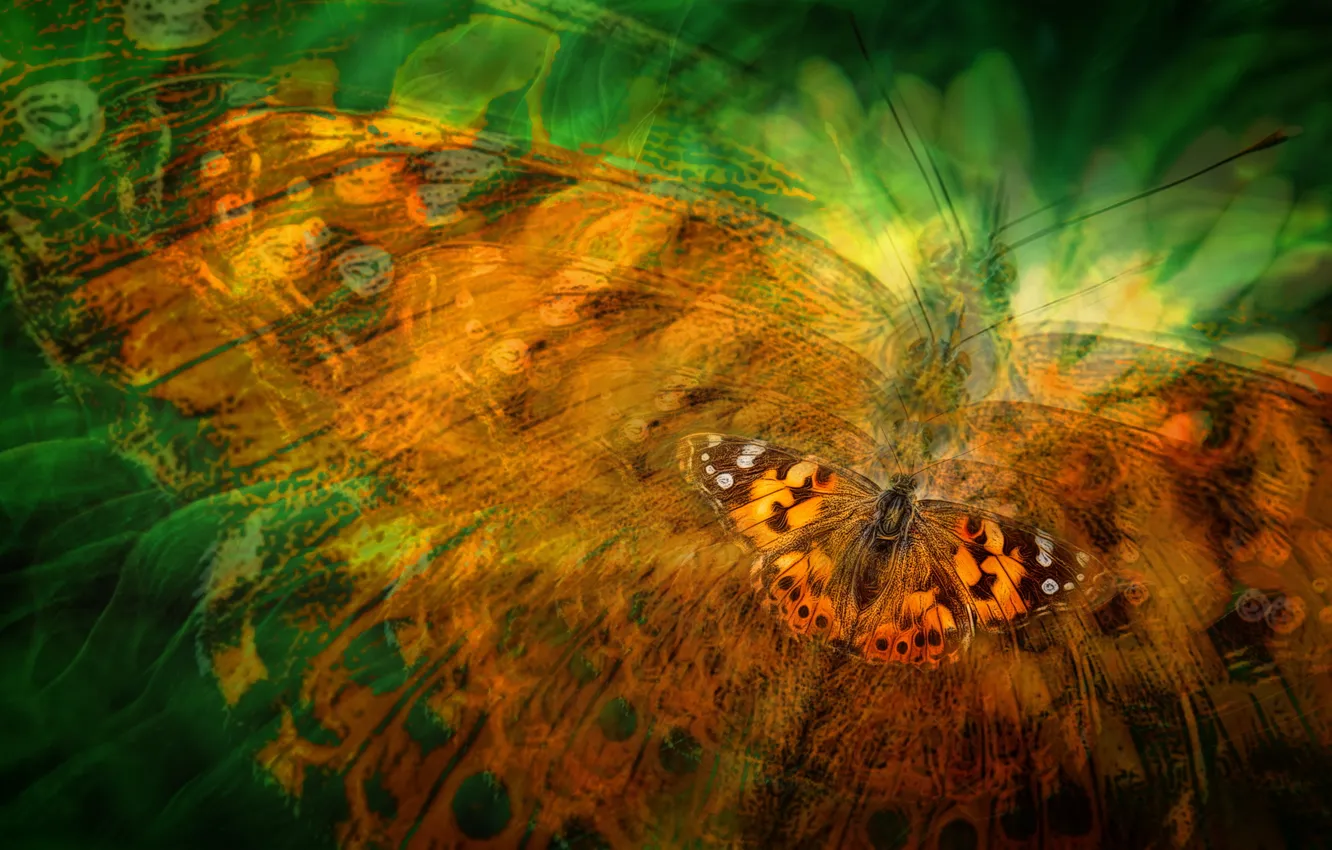Фото обои природа, фон, бабочка, цвет