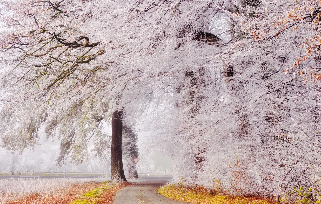 Фото обои trees, landscape, winter