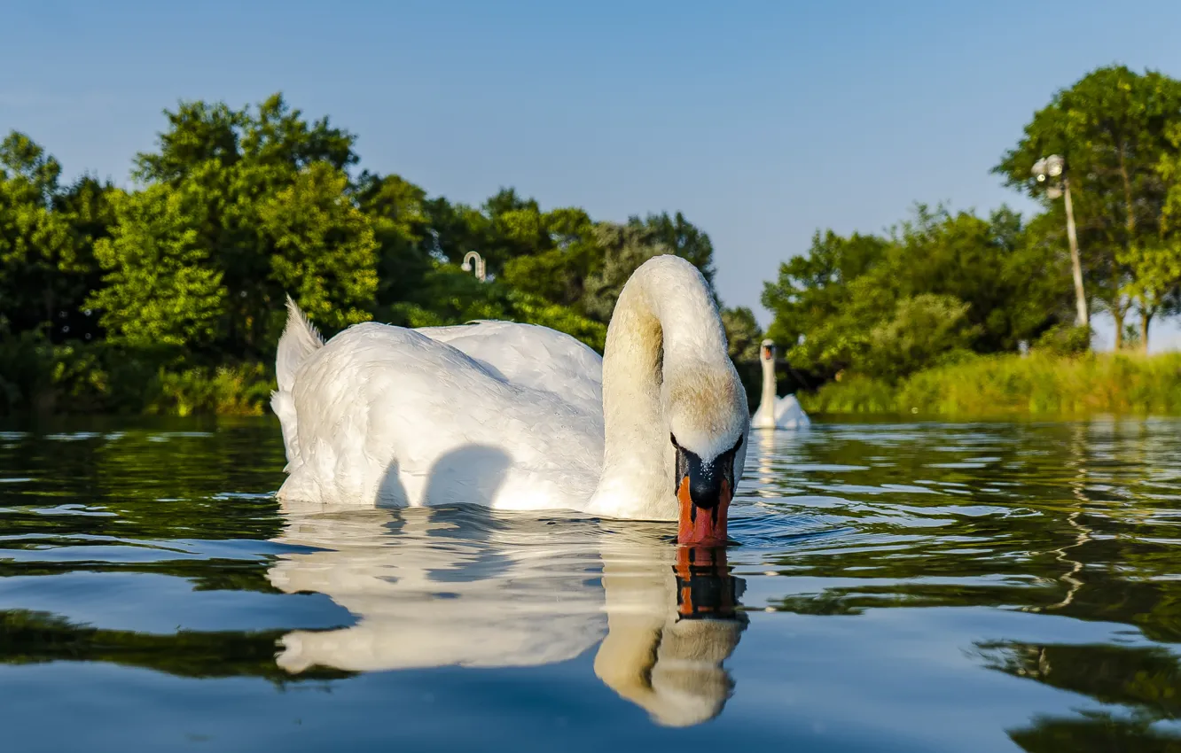 Фото обои white, swan, bird, park, canada, animal, toronto, bird park