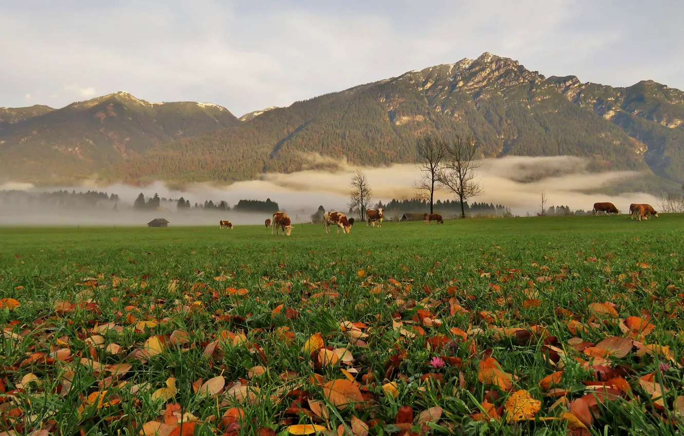 Фото обои поле, осень, лес, трава, листья, деревья, горы, туман