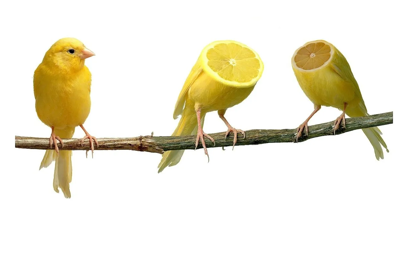 Фото обои Лимон, Ветка, странно, Канарейки