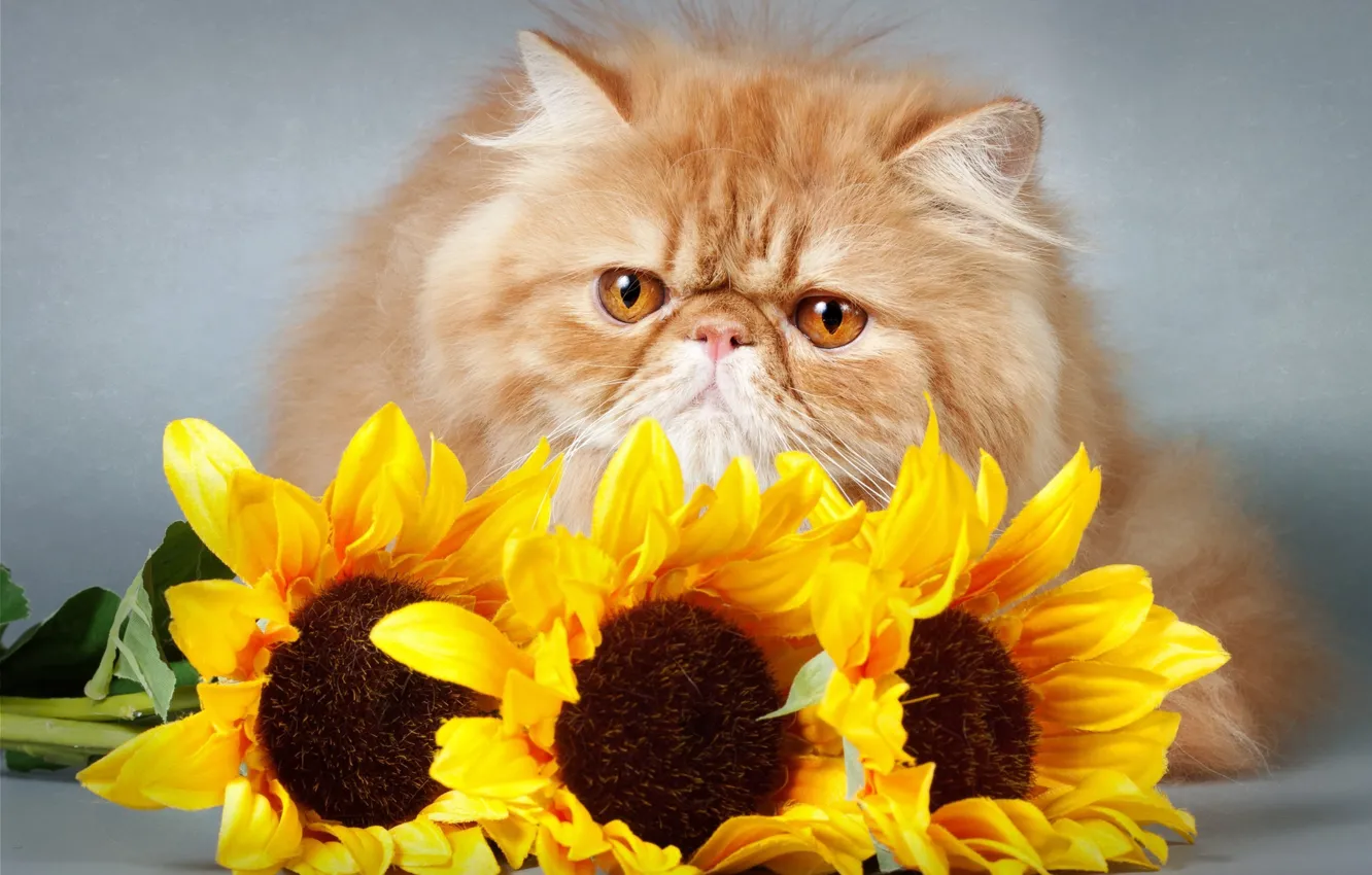 Фото обои взгляд, подсолнухи, цветы, киса, flowers, kitty, sunflowers, opinion