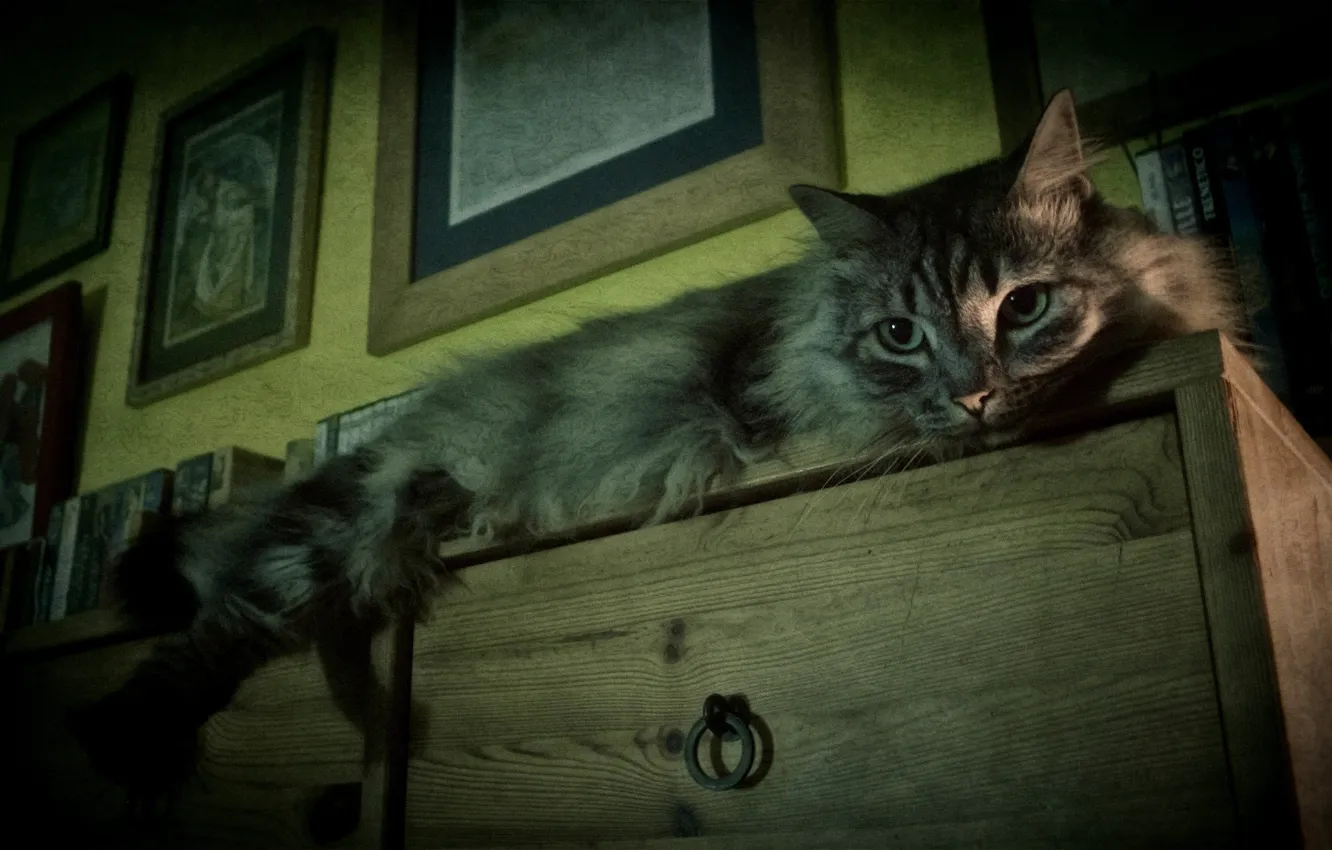 Фото обои кошка, кот, серый, пушистый, лежит, комод