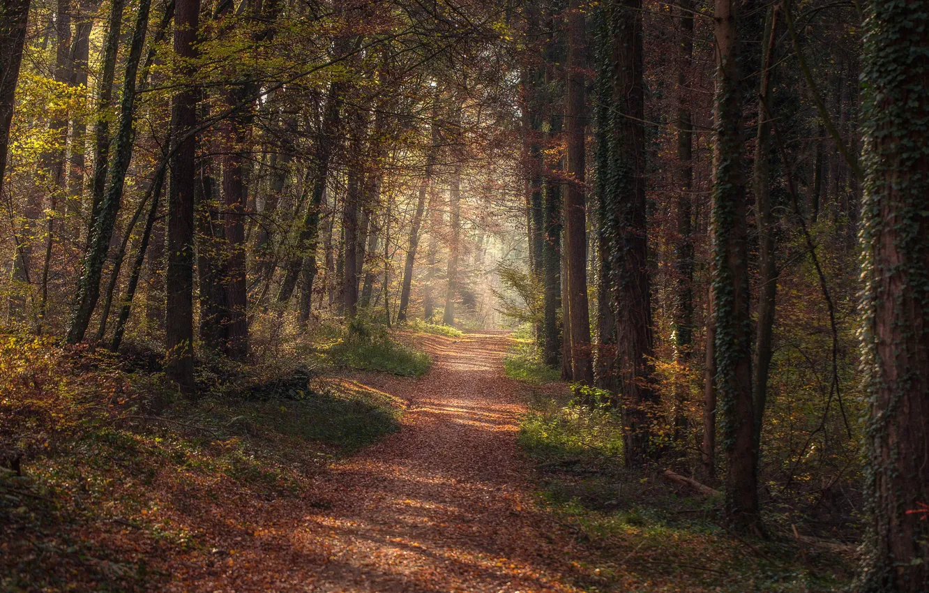Фото обои дорога, лес, forest