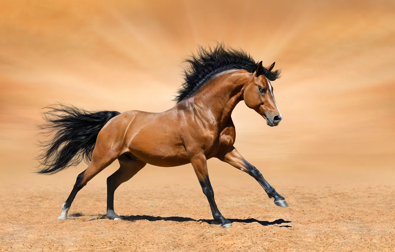 Фото обои песок, солнце, фон, конь, лошадь, боке, гнедой, гарцует
