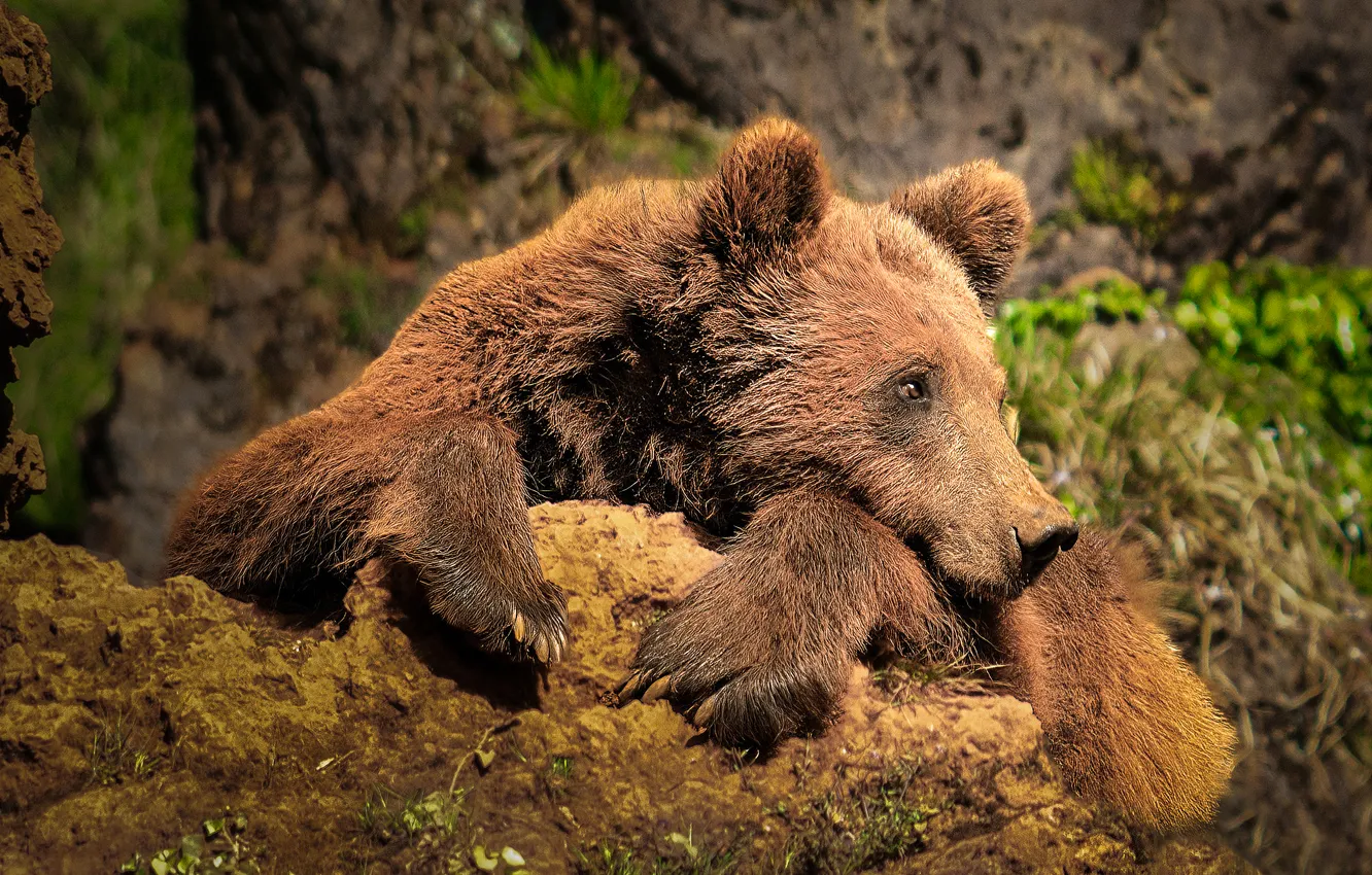 Фото обои взгляд, морда, природа, камни, лапы, медведь, лежит, бурый