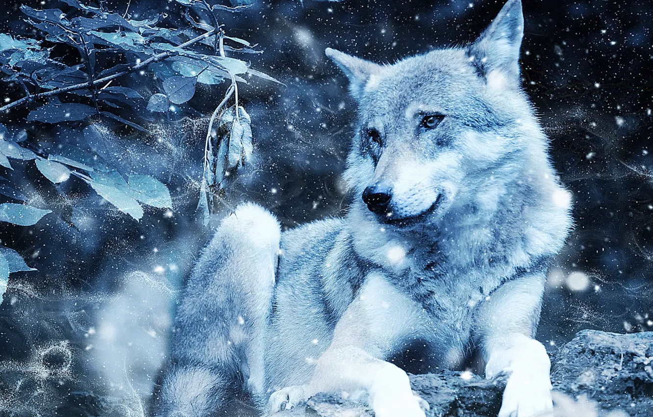 Фото обои vintage, nature, art, snow, predator, animal, photo of white wolf
