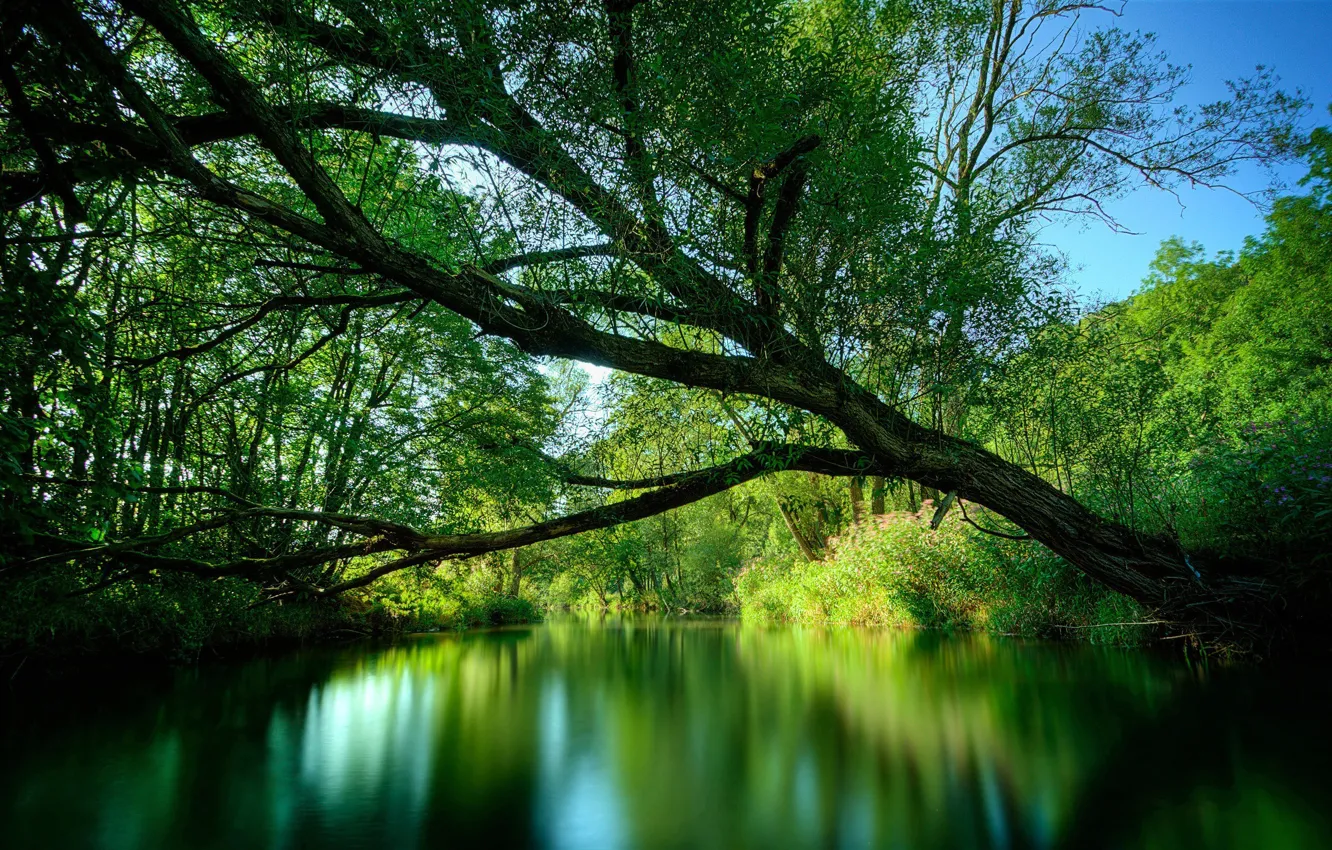 Фото обои река, дерево, растения
