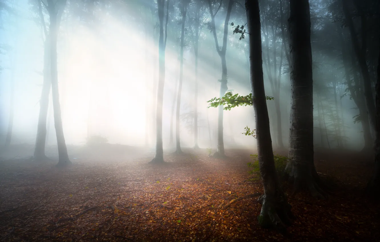 Фото обои лес, листья, туман, утро