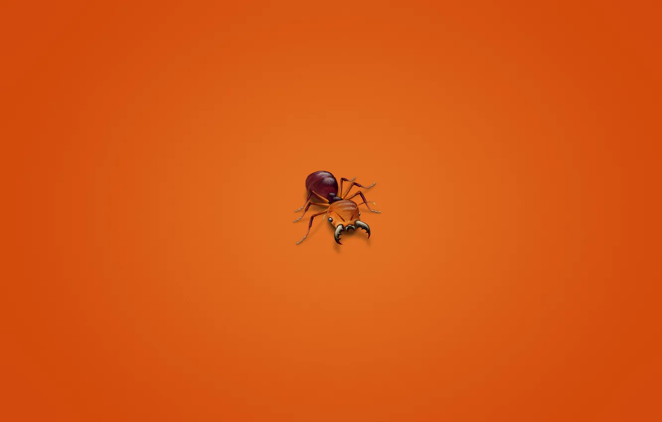 Фото обои минимализм, муравей, насекомое, красноватый фон, ant
