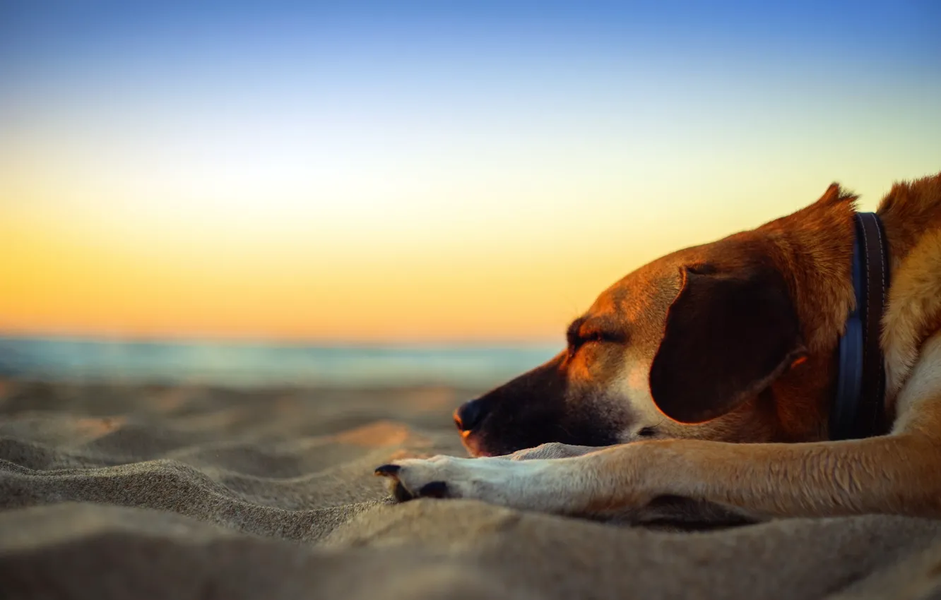 Фото обои beach, twilight, sea, sunset, dog, sand, dusk, seaside