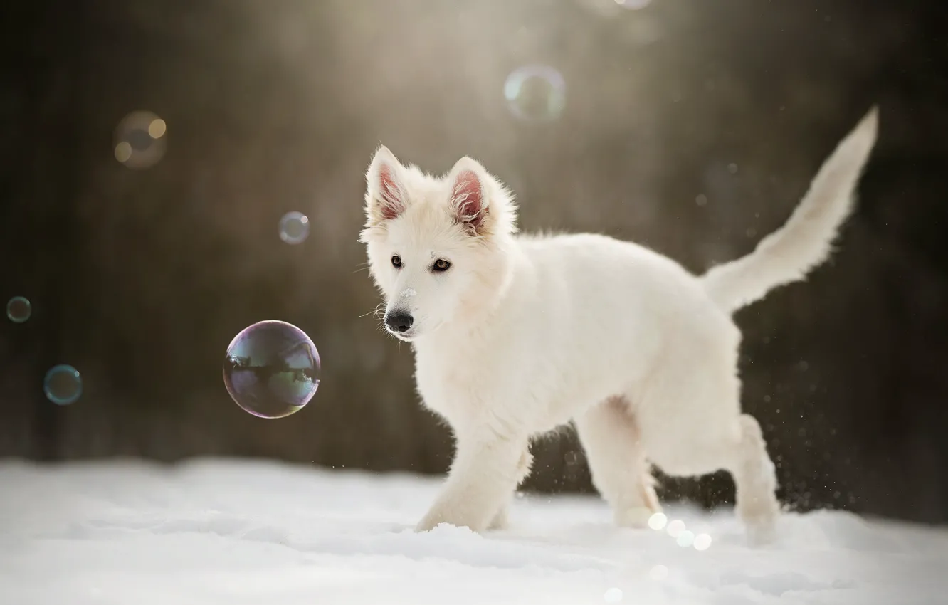 Фото обои зима, снег, мыльные пузыри, щенок, пёсик, Белая швейцарская овчарка