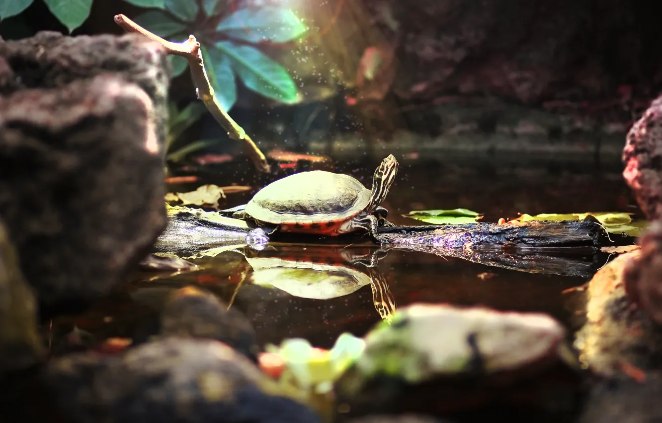 Фото обои вода, пруд, животное, магия, мило, черепаха, красота, зоопарк