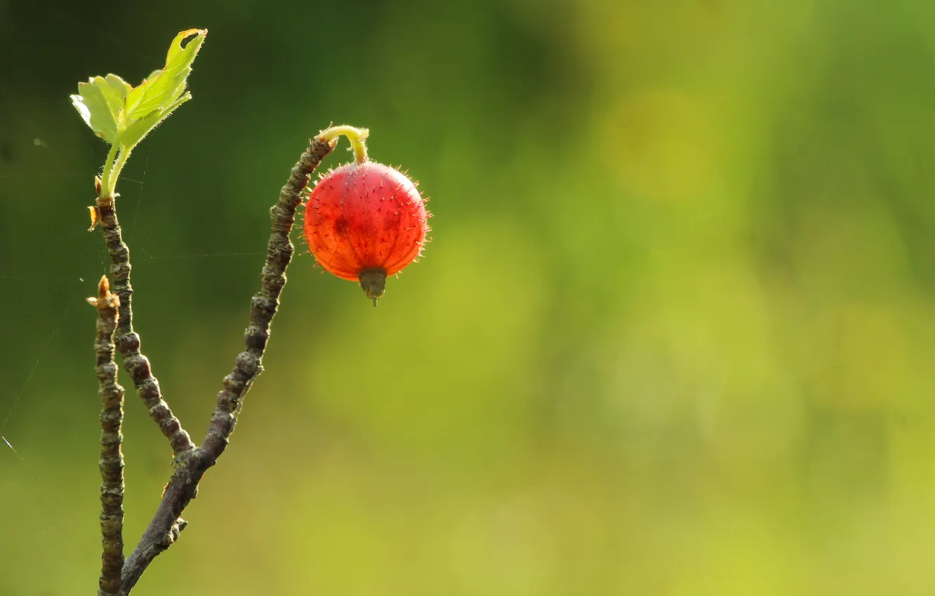 Фото обои fruit, twig, gooseberry