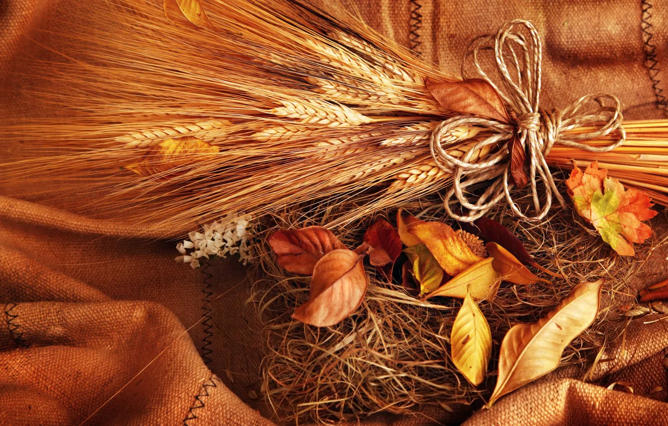 Фото обои пшеница, осень, листья, зерно, желтые, колоски, колосья