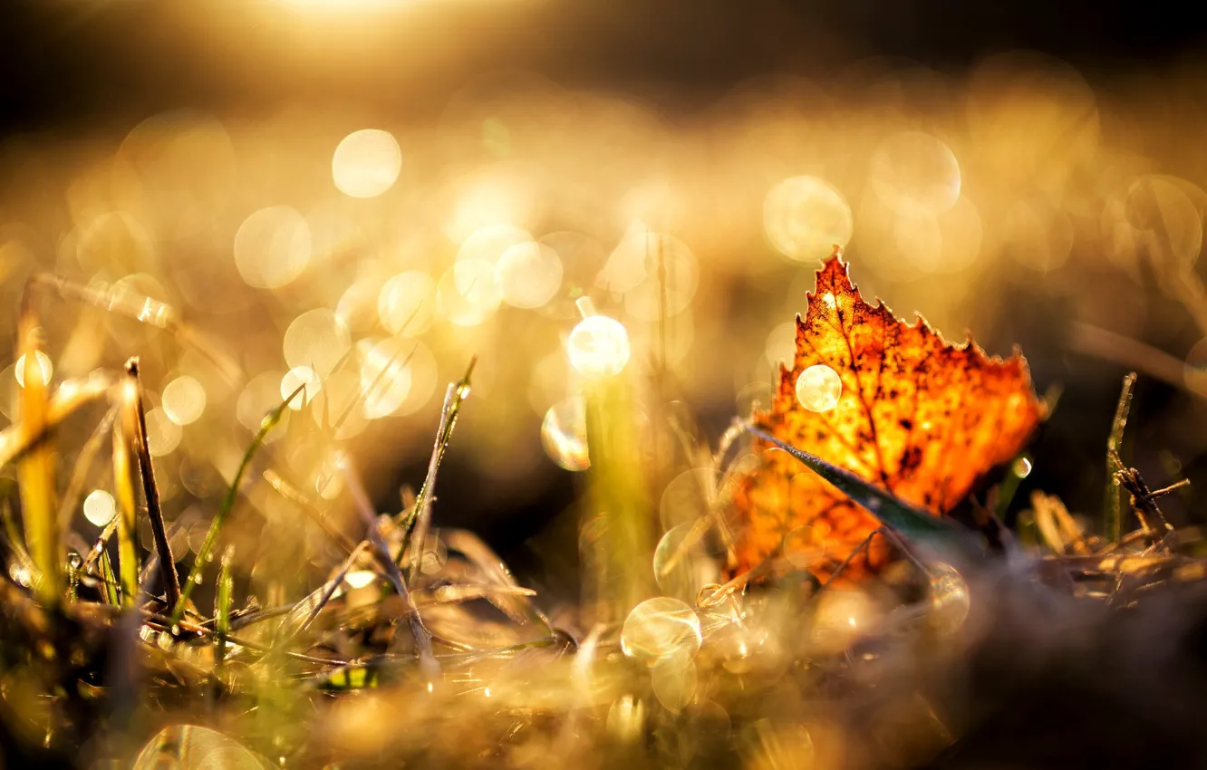 Фото обои осень, трава, макро, желтый, природа, лист, коричневый