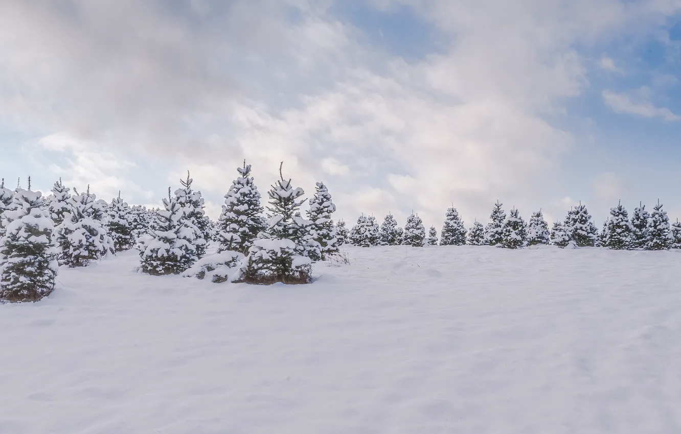 Фото обои холод, зима, лес, снег, деревья, природа, елки, природное явление
