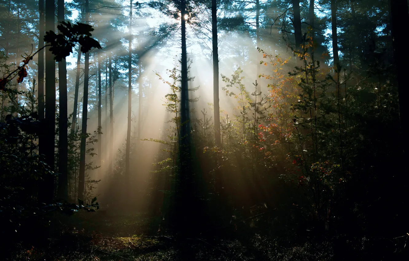 Фото обои лес, лучи, свет, деревья, природа, солнца