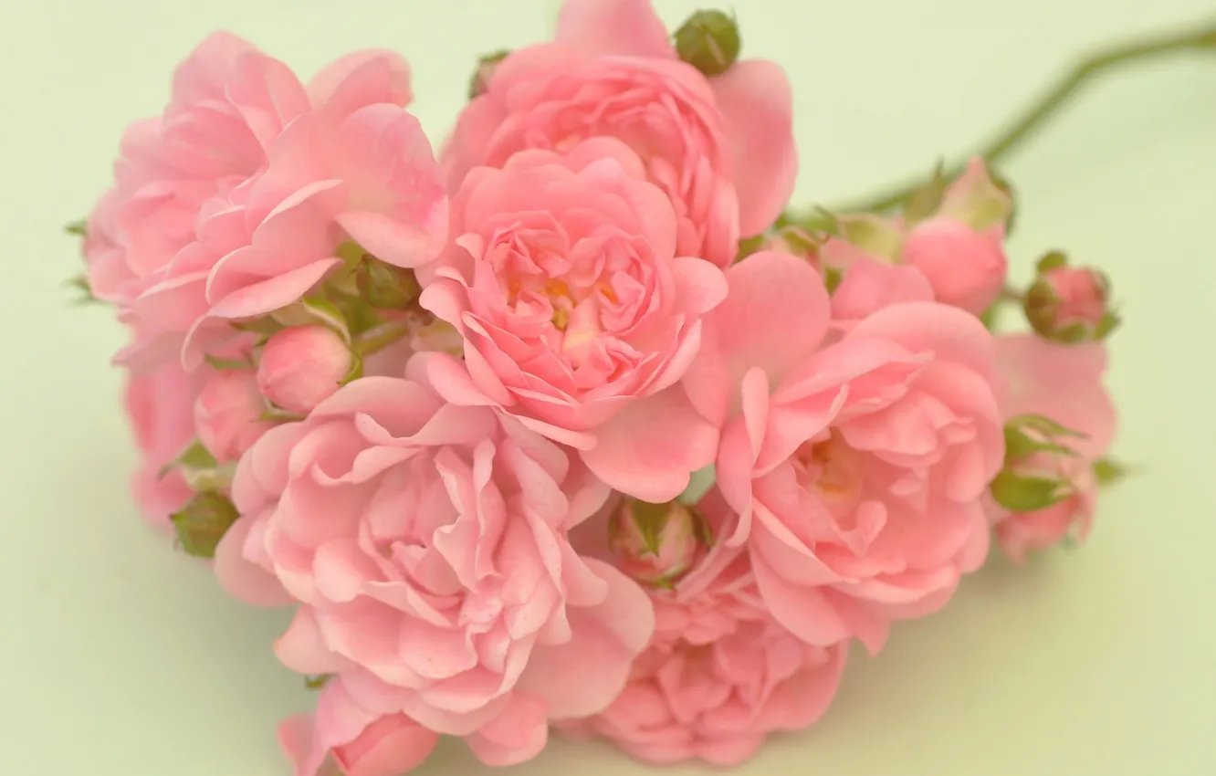 Фото обои фон, розы, ветка, лепестки, розовые, бутоны