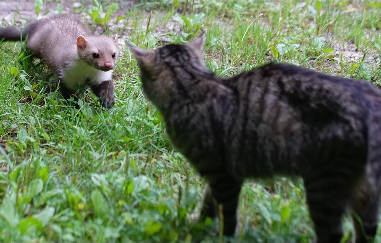 Фото обои cat, oops, two, friends, rodent, Animals, other
