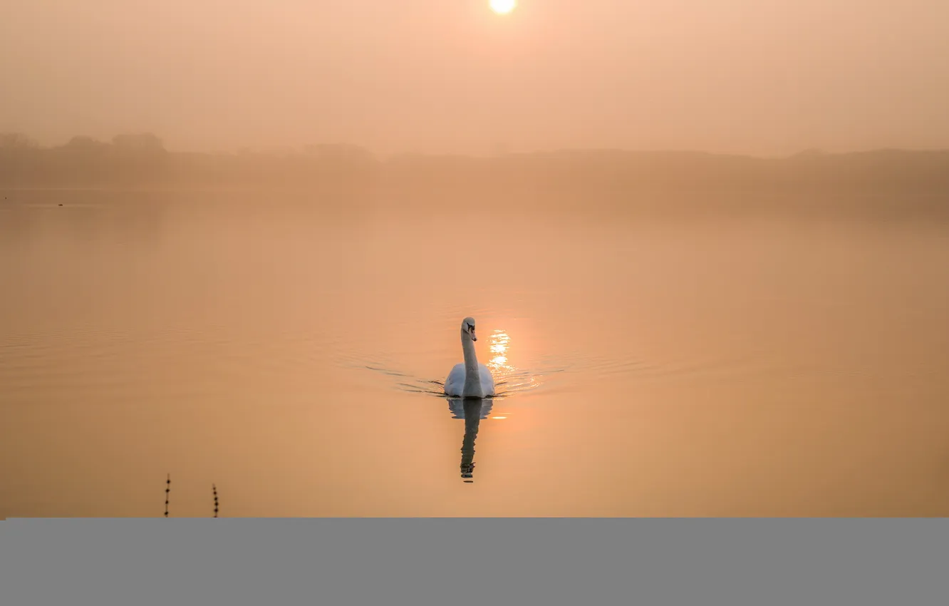 Фото обои озеро, утро, лебедь