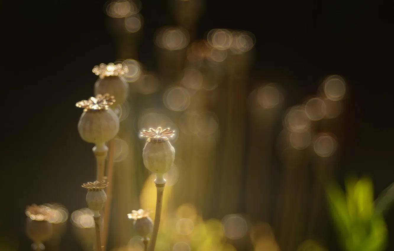 Фото обои свет, природа, маки