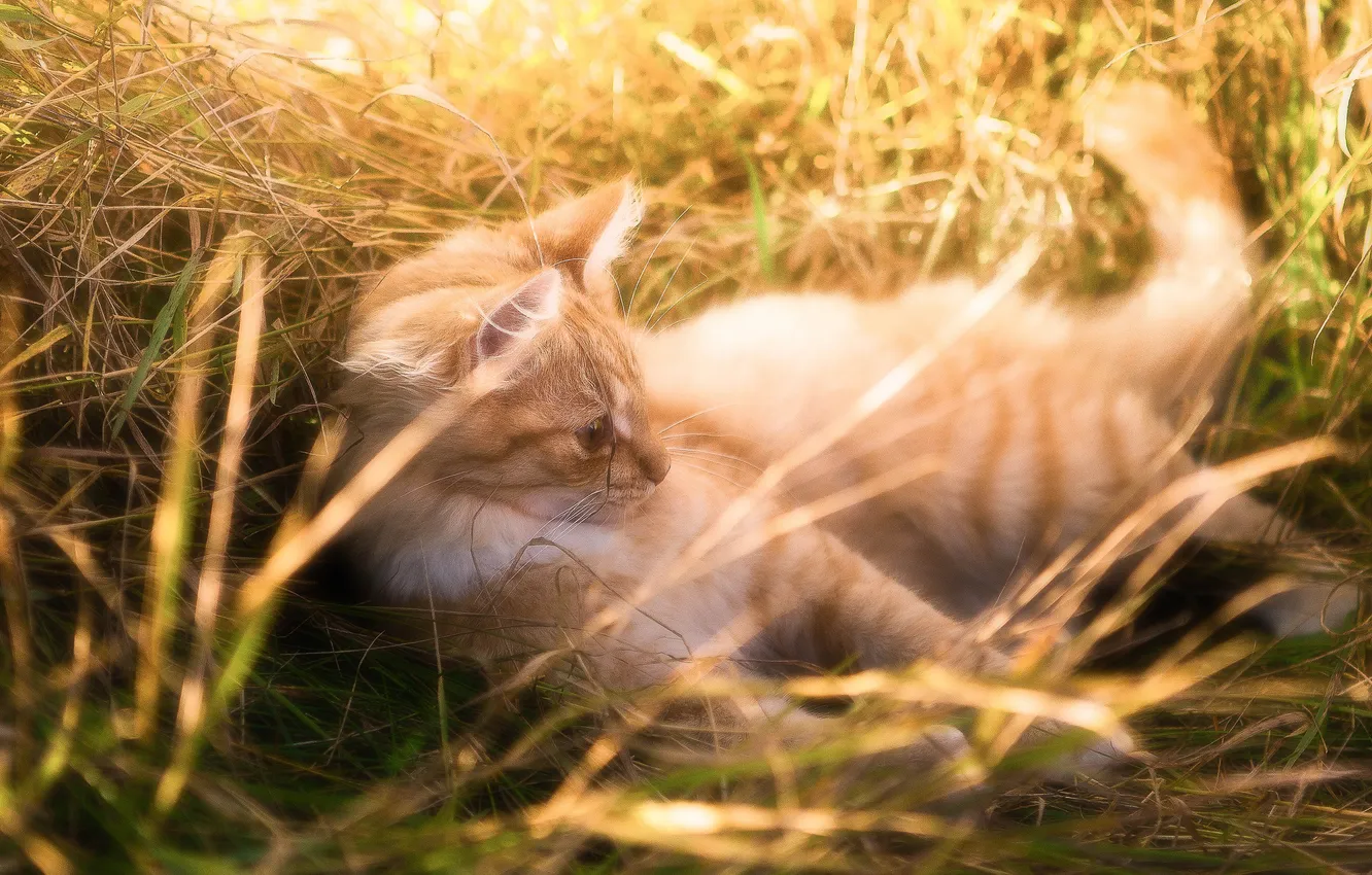 Фото обои трава, котенок, рыжий