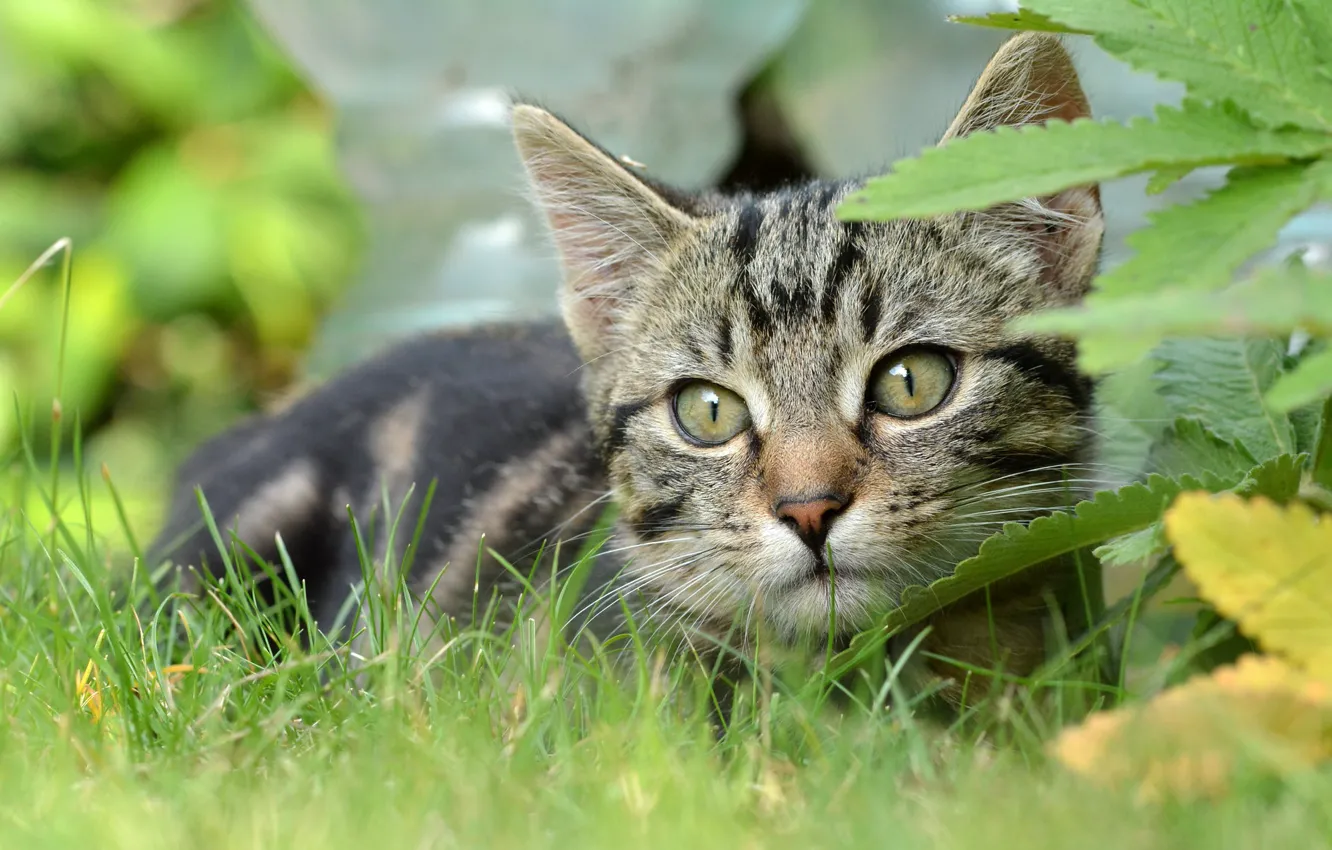 Фото обои кошка, трава, взгляд, мордочка, котёнок, котейка