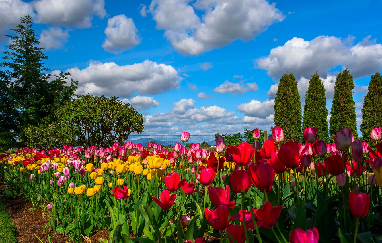 Фото обои небо, облака, деревья, цветы, тюльпаны, плантация