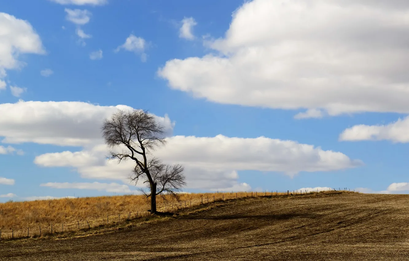 Фото обои поле, небо, дерево, забор