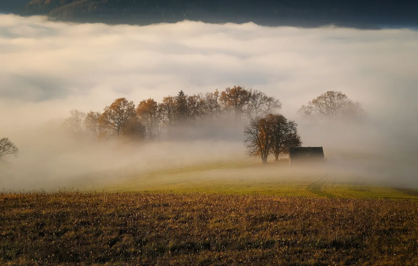Фото обои поле, осень, трава, деревья, горы, туман, утро, дымка