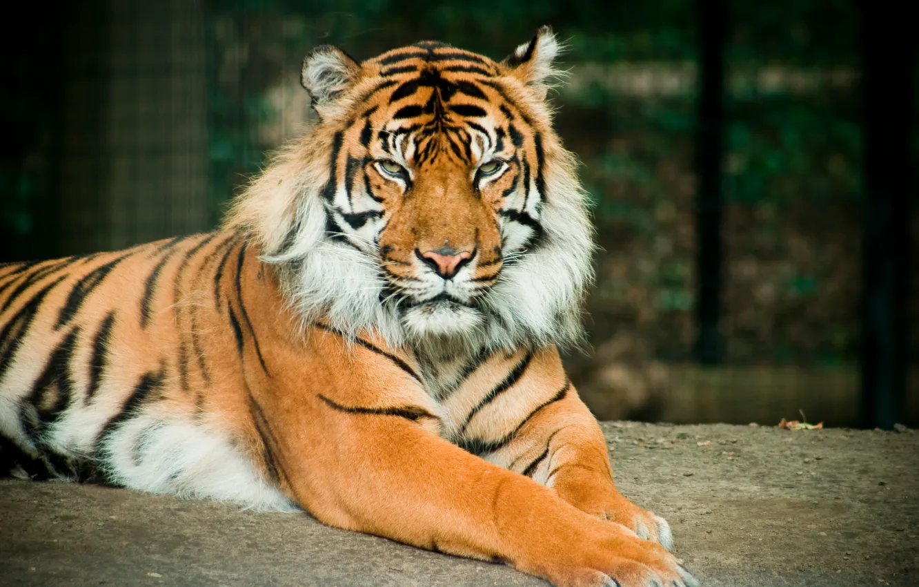 Фото обои Tiger, nature, big, cat, wild