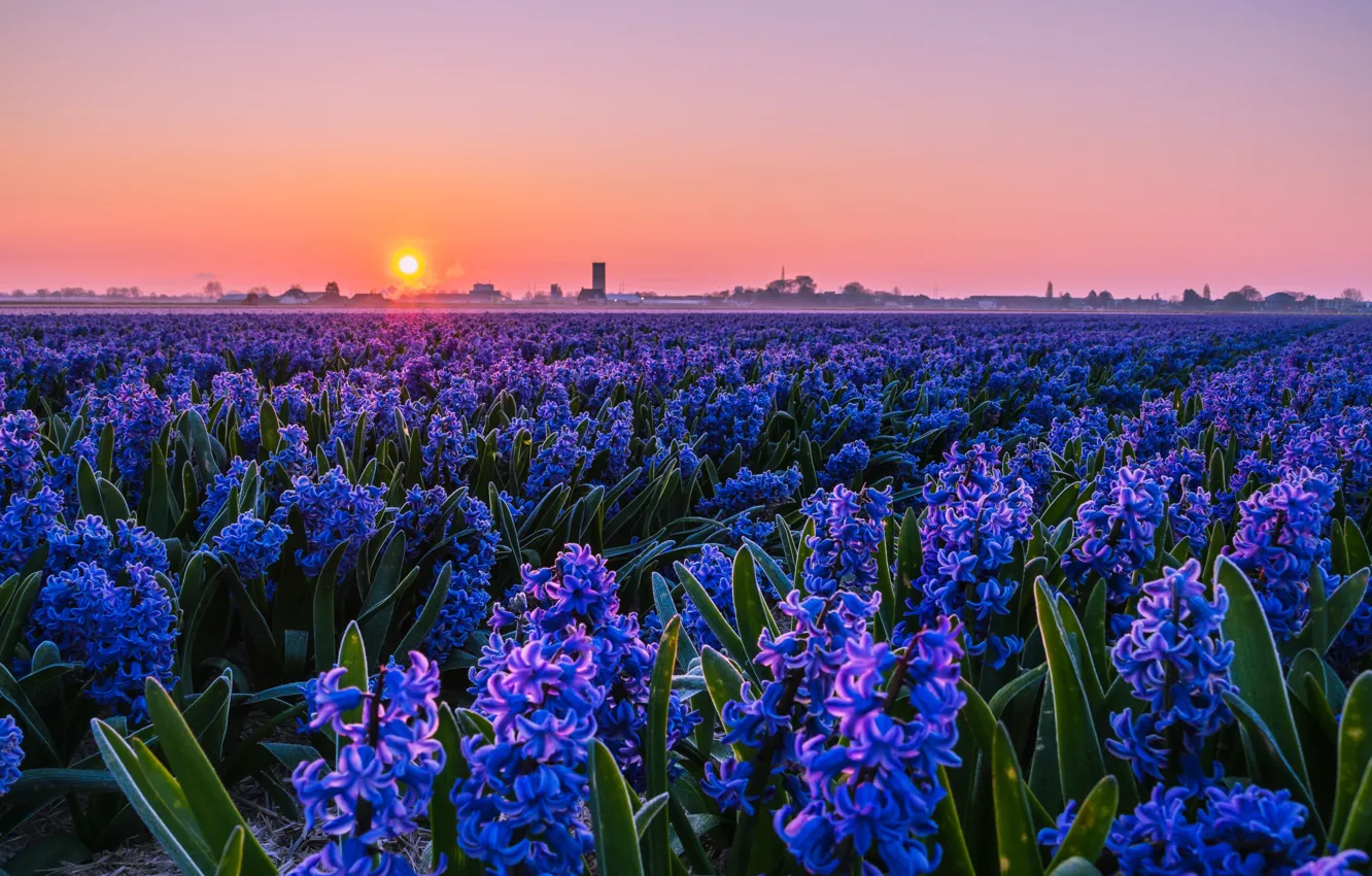 Фото обои поле, закат, цветы, гиацинты