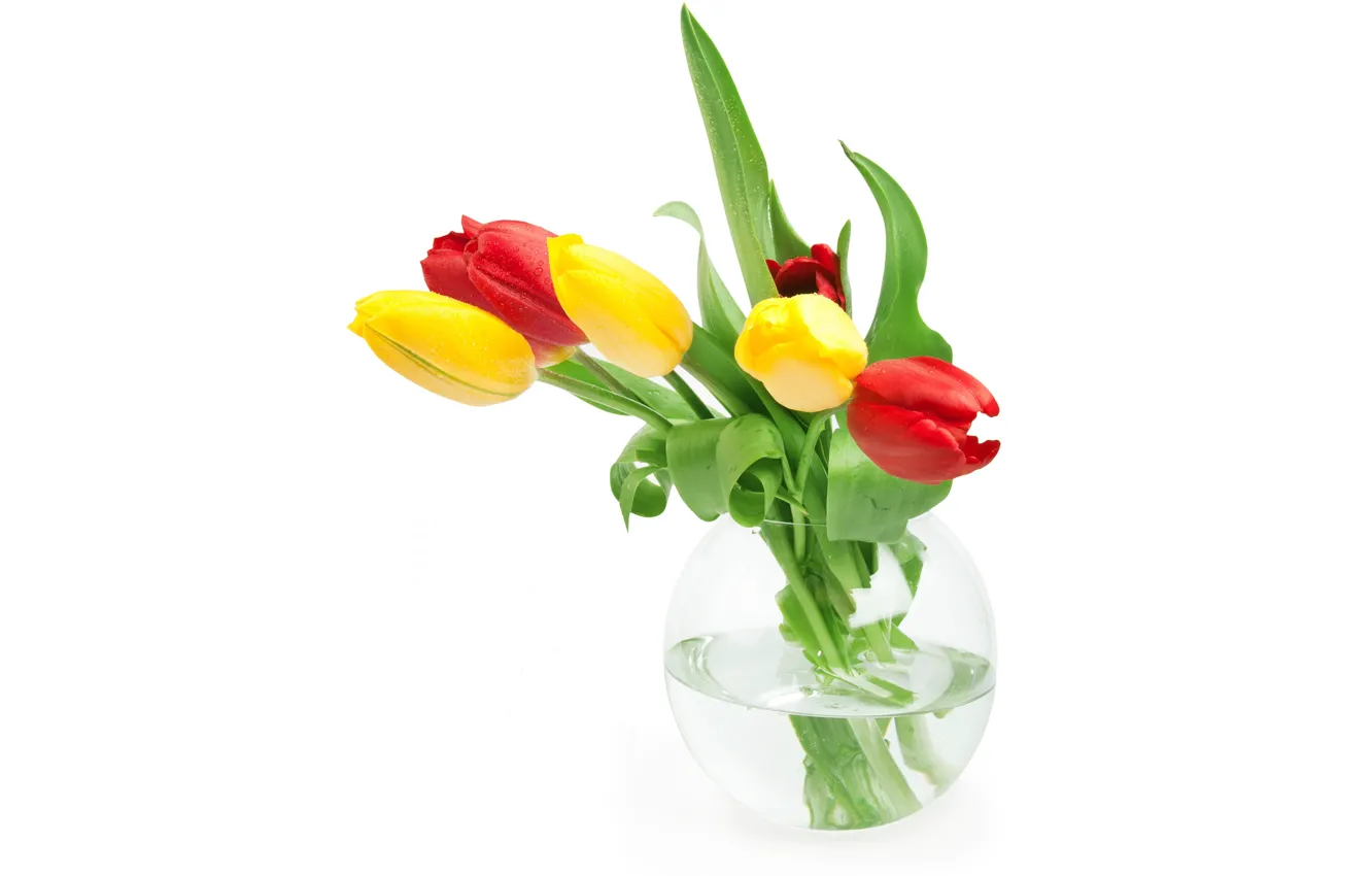 Фото обои листья, вода, цветы, тюльпаны, красные, белый фон, ваза, бутоны