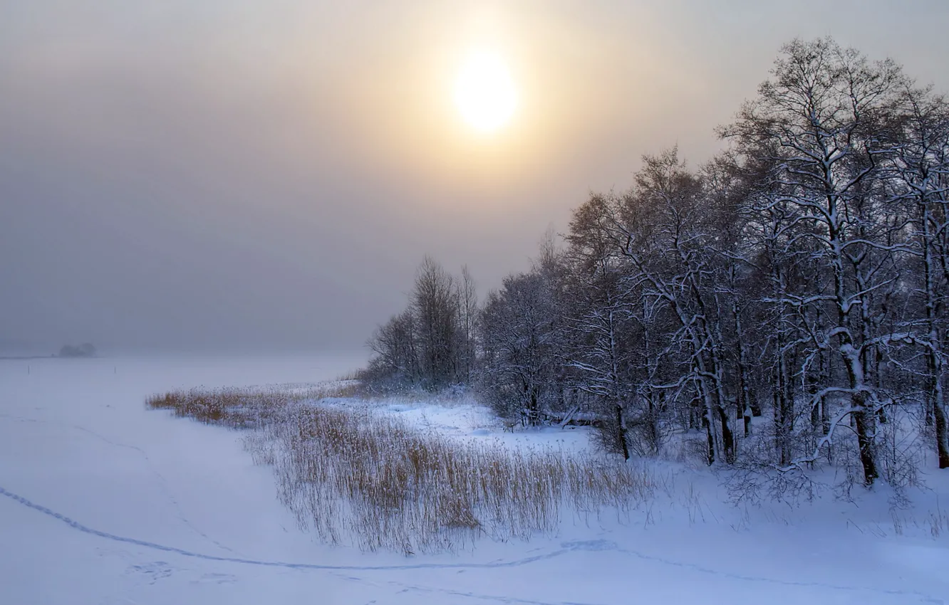 Фото обои зима, снег, деревья, пейзаж, закат, природа