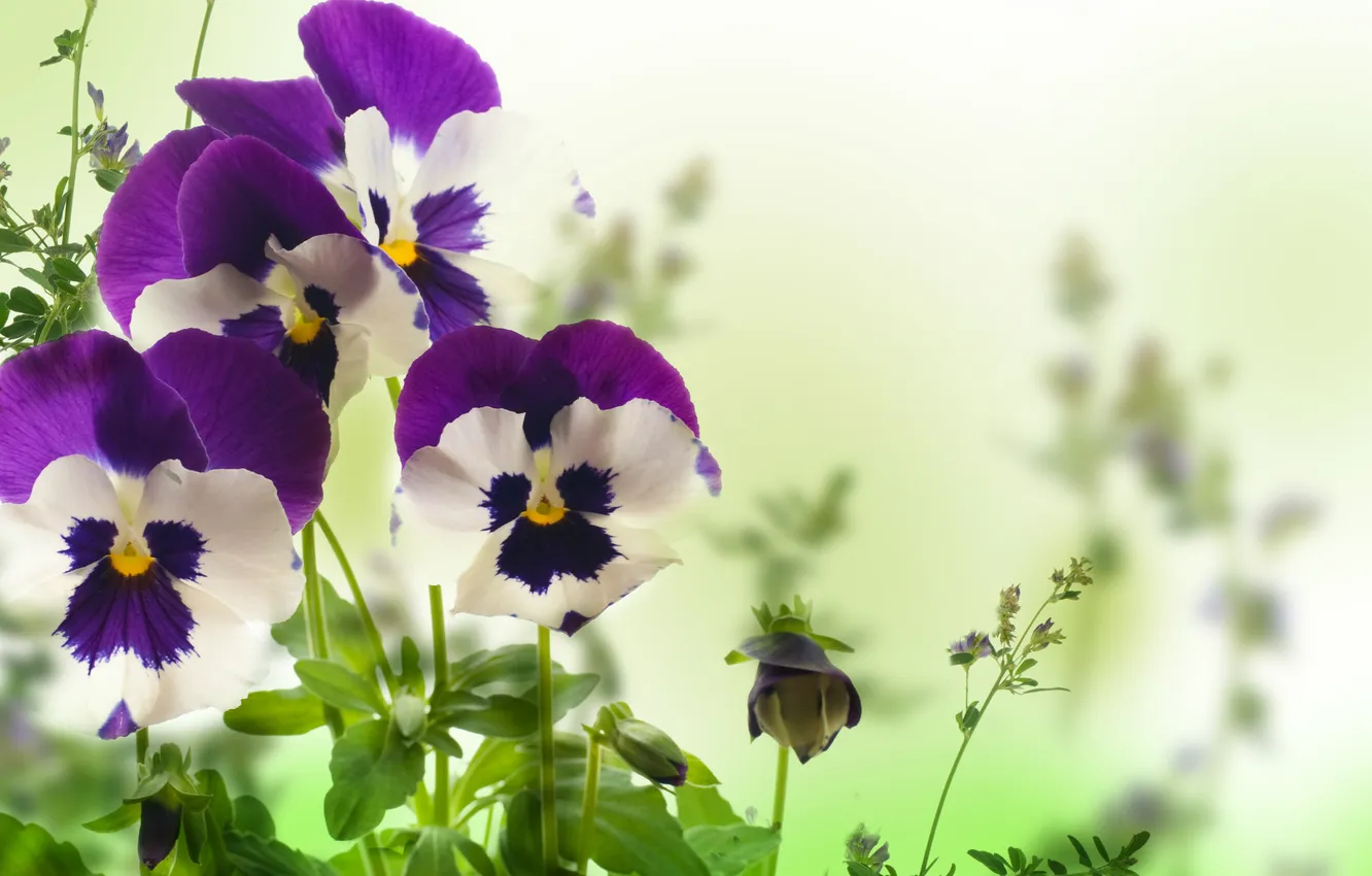 Фото обои цветы, анютины глазки, yellow, листики, garden, violet, white background, Viola