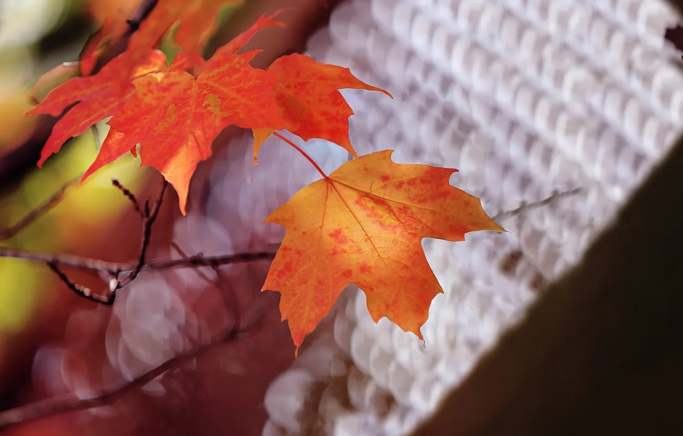 Фото обои осень, листья, природа