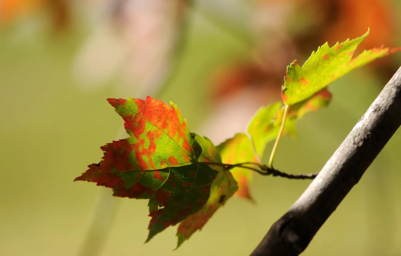 Фото обои листья, веточка, Осень, боке