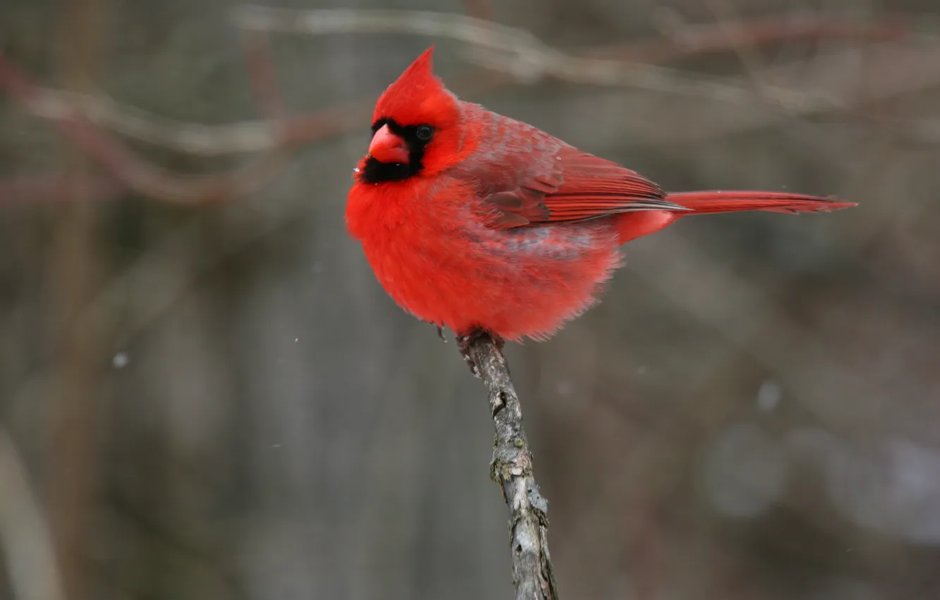 Фото обои птичка, красная, кардинал