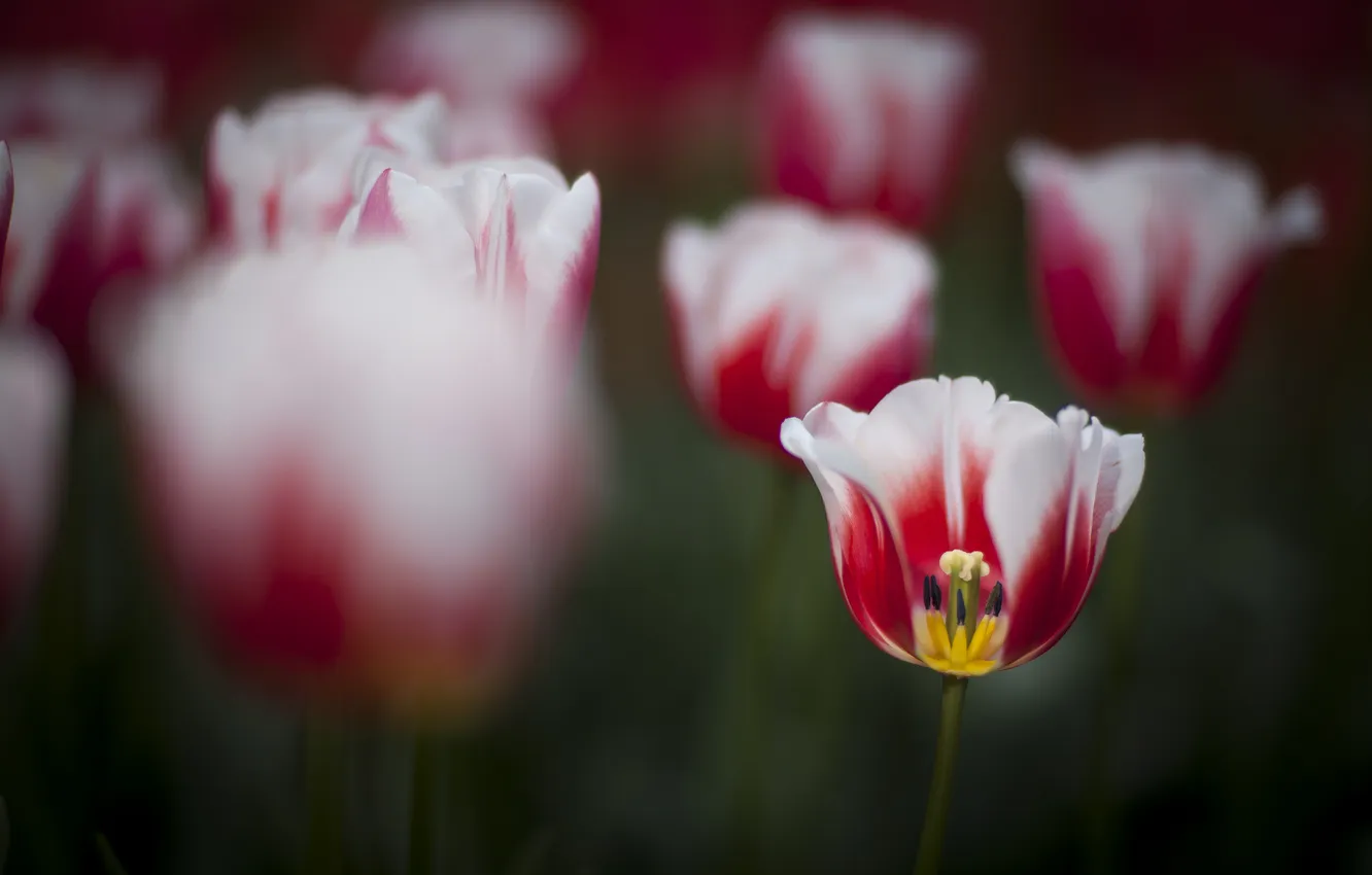 Фото обои природа, фокус, весна, тюльпаны
