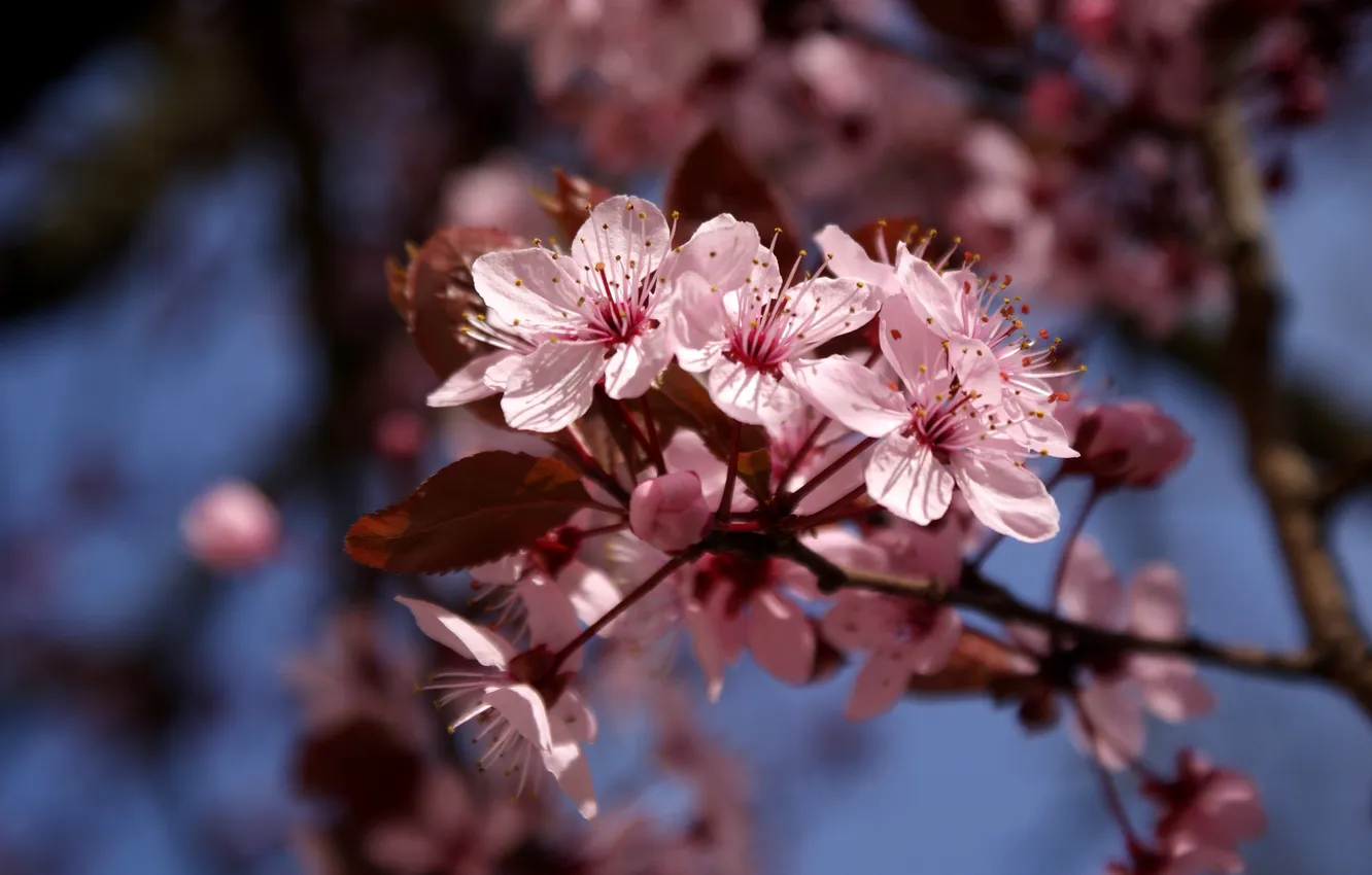 Фото обои небо, цветы, вишня, дерево, ветка, весна, сакура, розовые