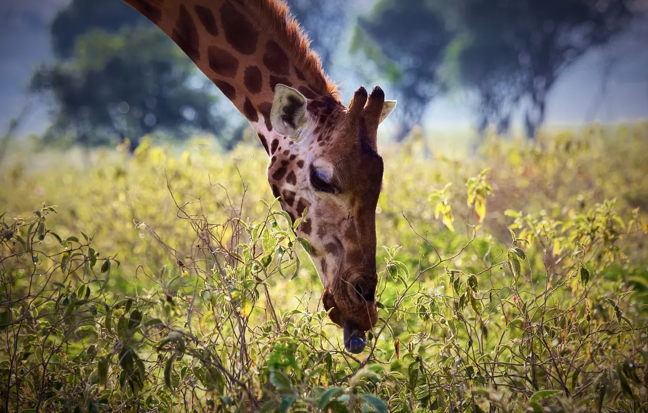 Фото обои язык, морда, растения, завтрак, жираф, Африка, шея