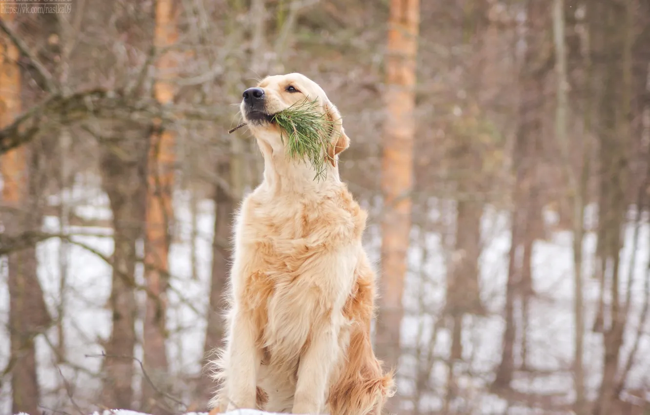 Фото обои собаки, dog, золотистый ретривер
