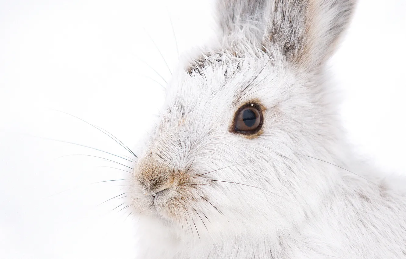 Фото обои белый, усы, взгляд, кролик, мордочка