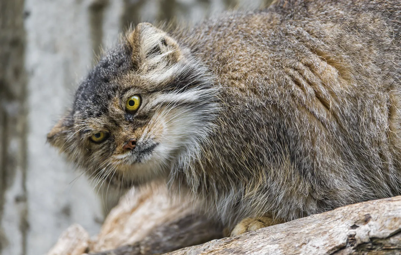 Фото обои кошка, взгляд, манул, ©Tambako The Jaguar