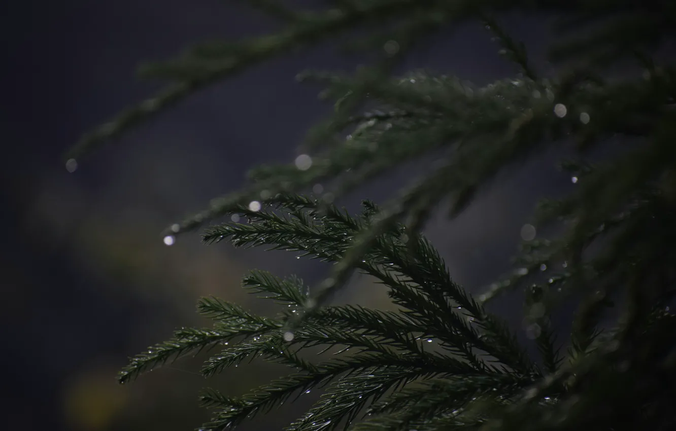 Фото обои Nature, Tree, Rain