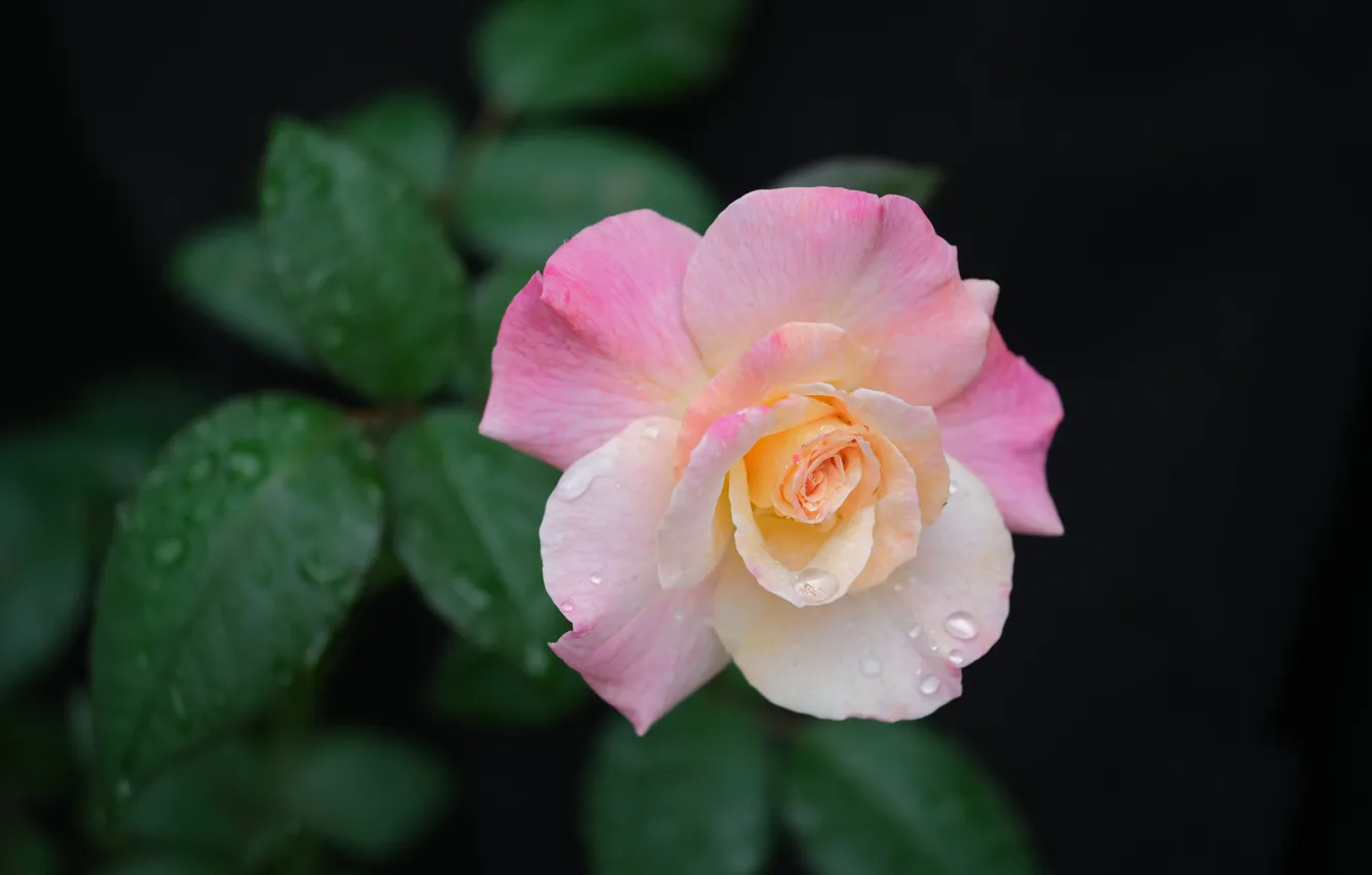 Фото обои листья, капли, розовая, роза, бутон
