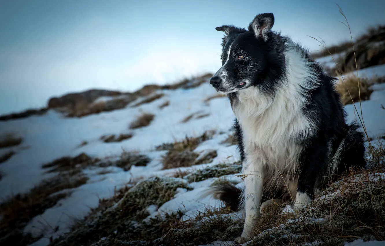 Фото обои зима, морда, снег, природа, собака, бордер-колли