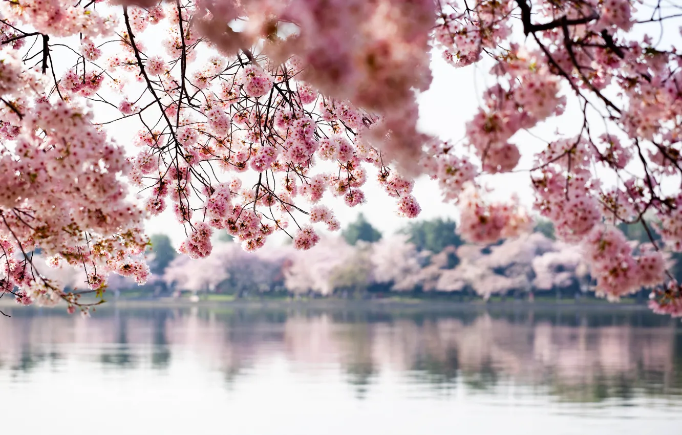 Фото обои Вода, Весна, Деревья, Вашингтон, США, Spring, Washington DC, округ Колумбия